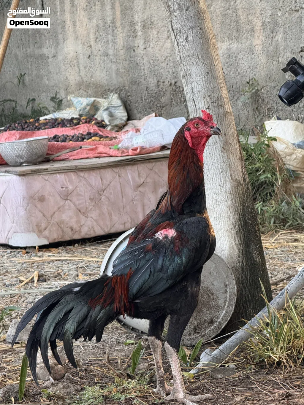 ديك باكستاني