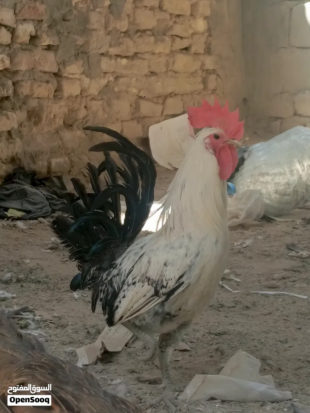 سلام عليكم دجاج عرب للبيع ديوجه ثنين ودجاجه ديج كويتي ودجاجه عربيه دجاج فول صحه اي مرض مابيهن