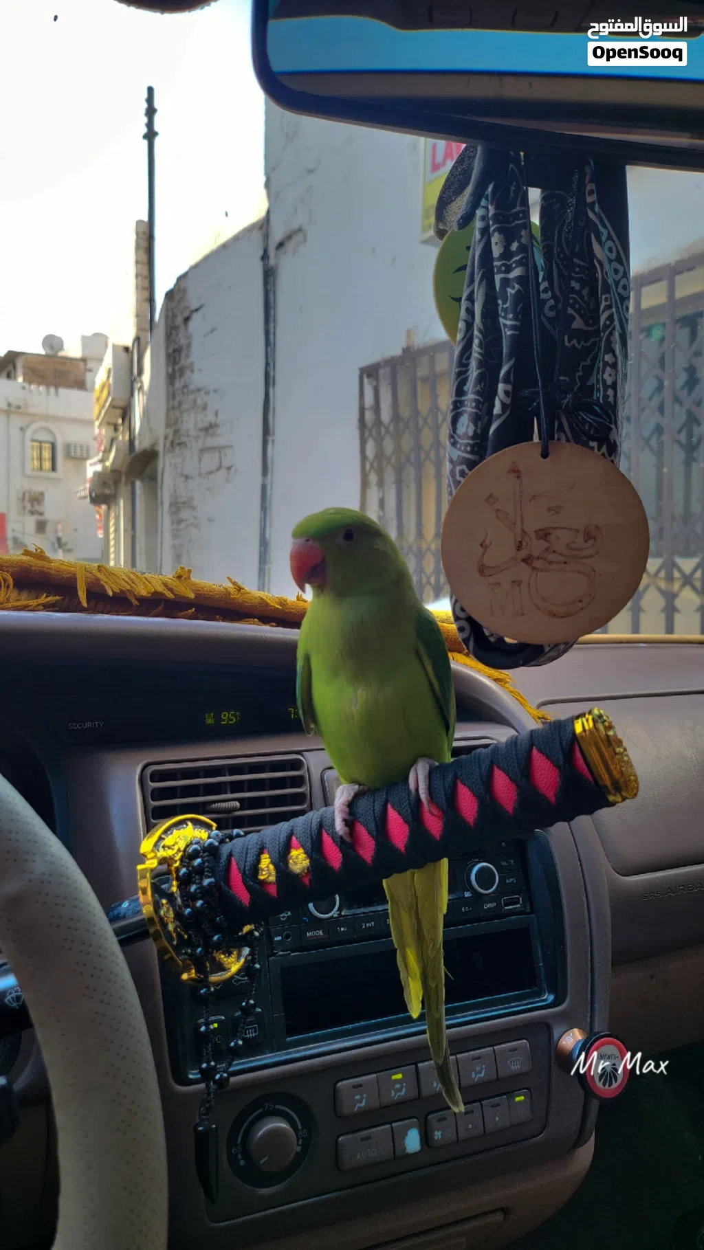 بغبغاء للبيع اليف