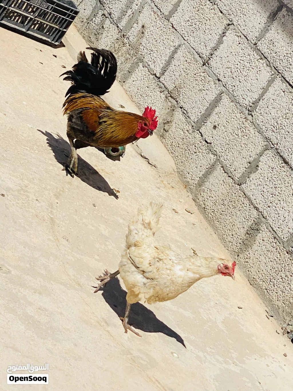 4 دجاجات و ديكين لاقوه الله بالله