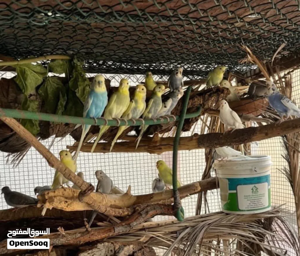 طيور محلية، صحية ونشطة ومألوفة على البيئة المحلية.