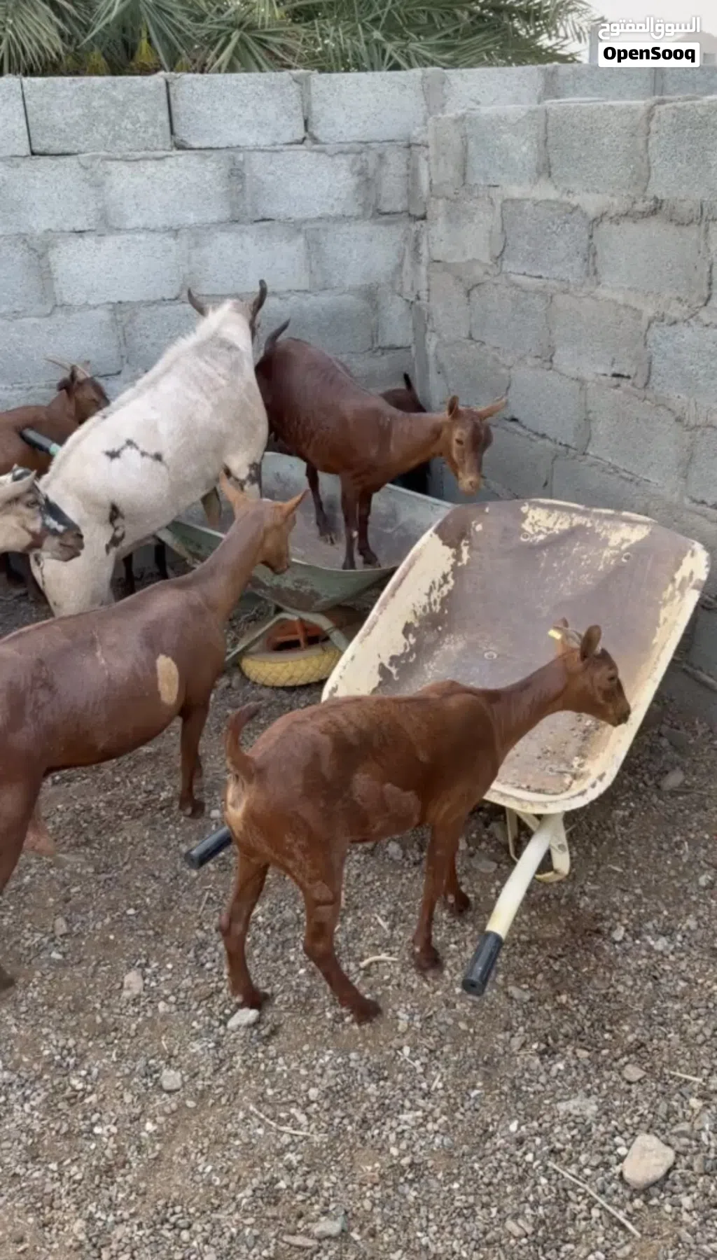 للبيع اغنام صلاله