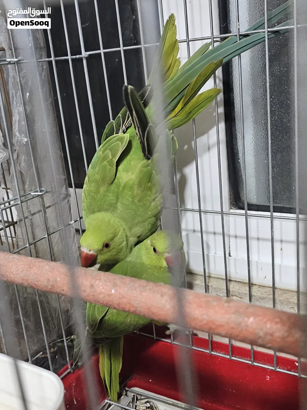 جوز دره اليف
