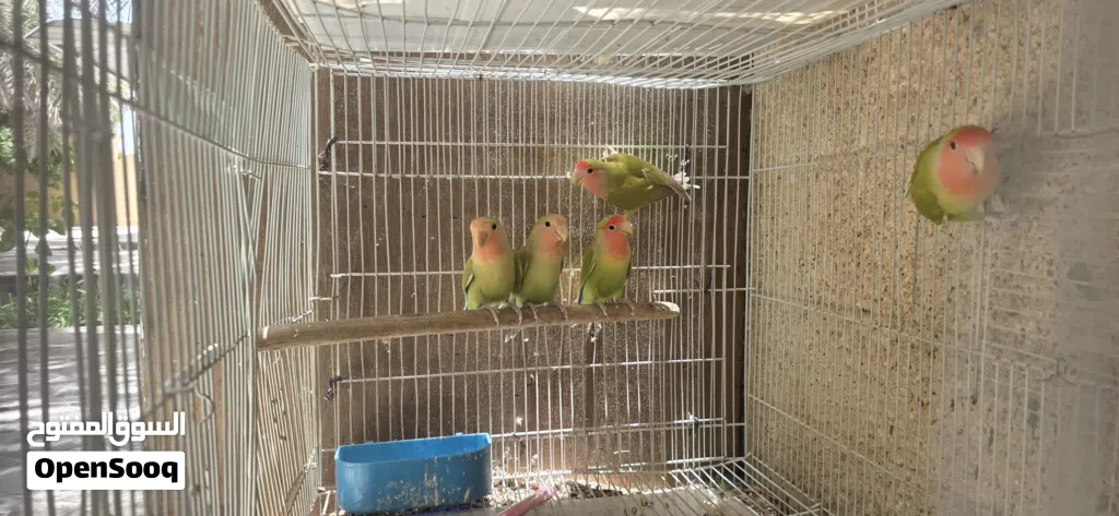 روز محلي بأفضل صحة