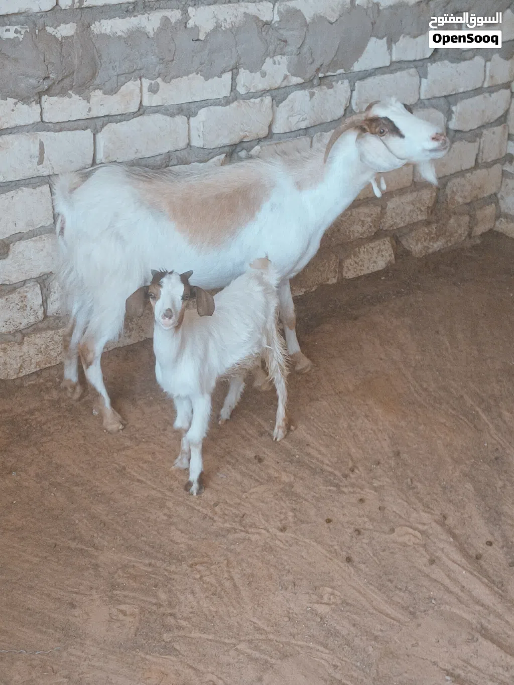 عنز سنها اول جمع تحتها جدي الله يبارك