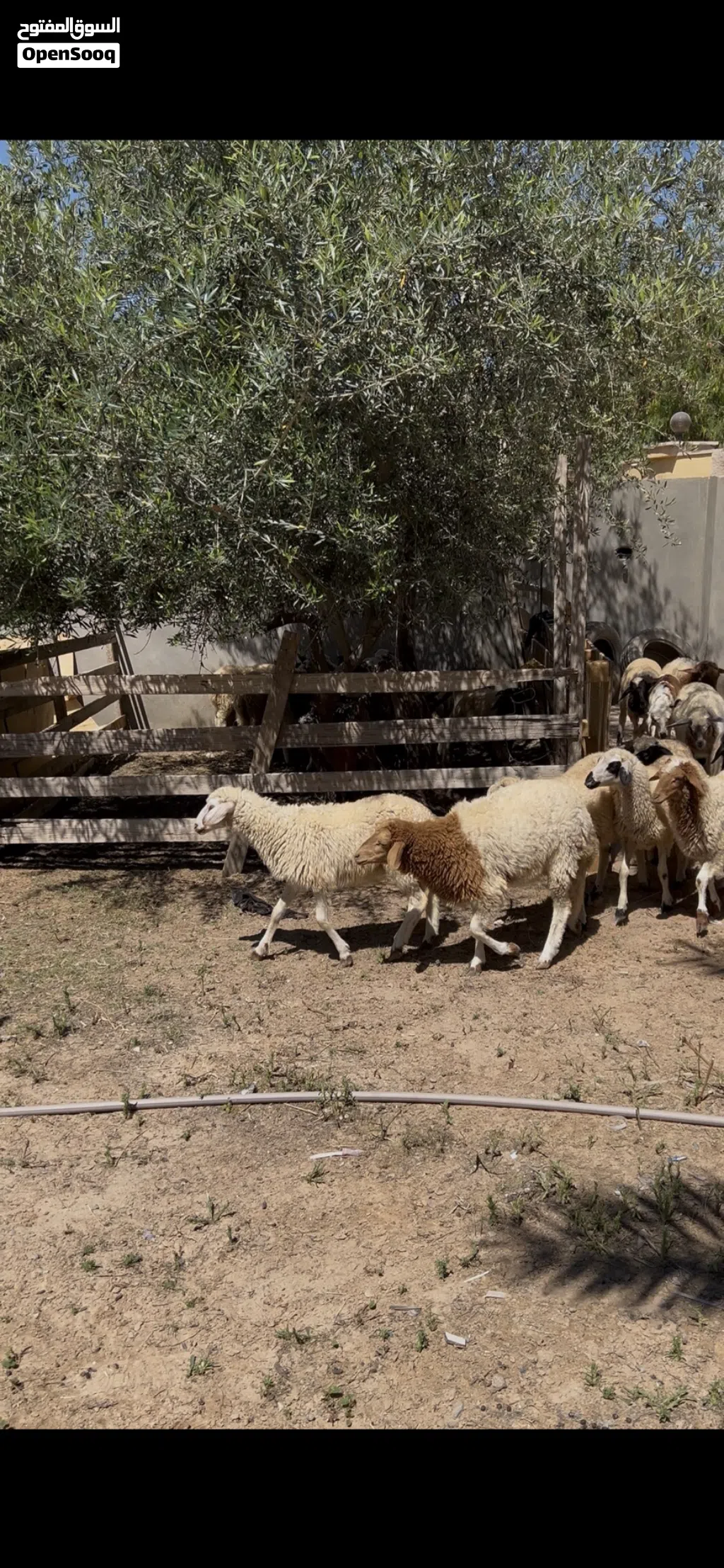 12 فطيمه العمر 4 شهور محصنات ناشطات على 1100 كاش جمله