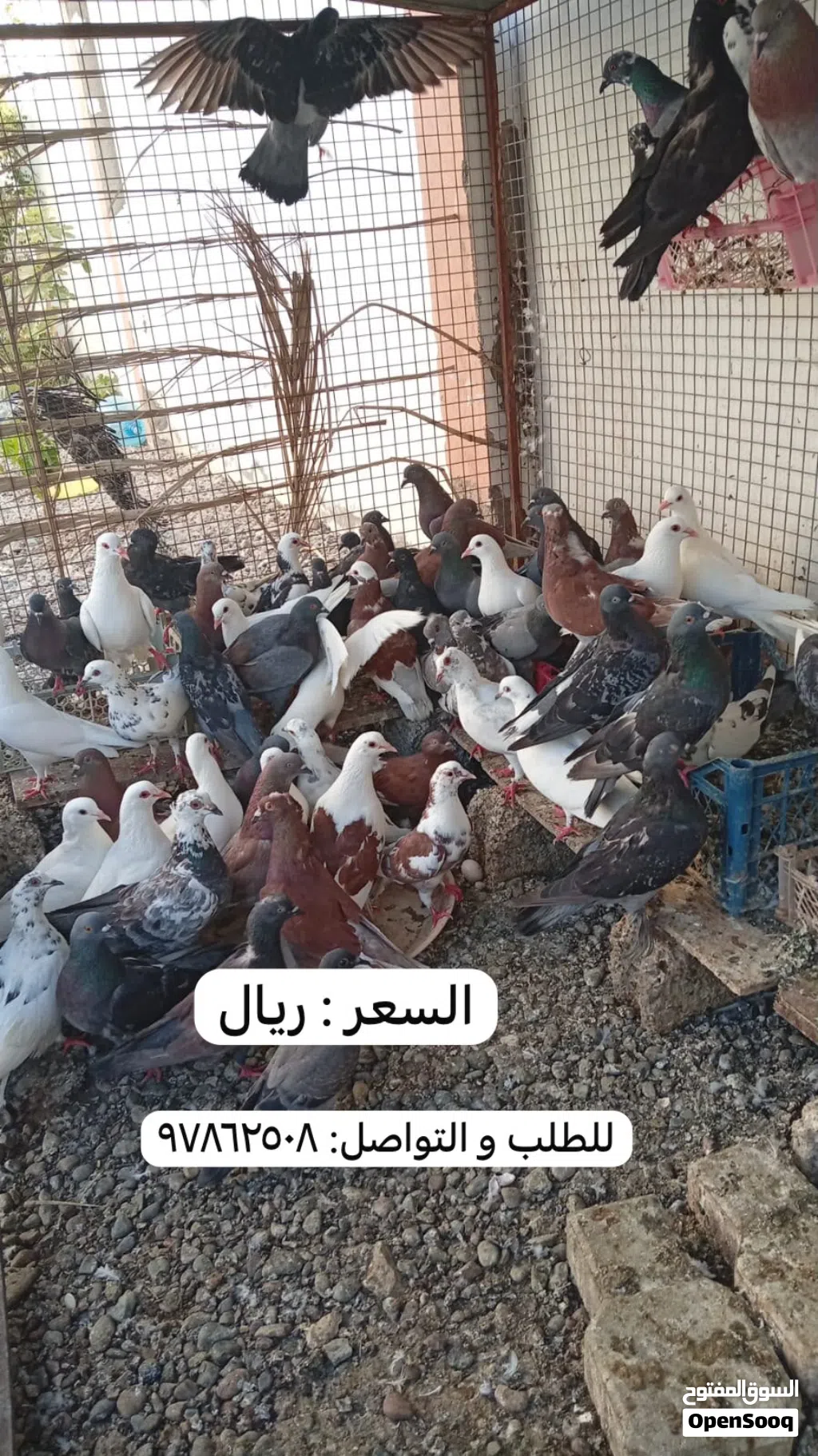 حمام حال البيع