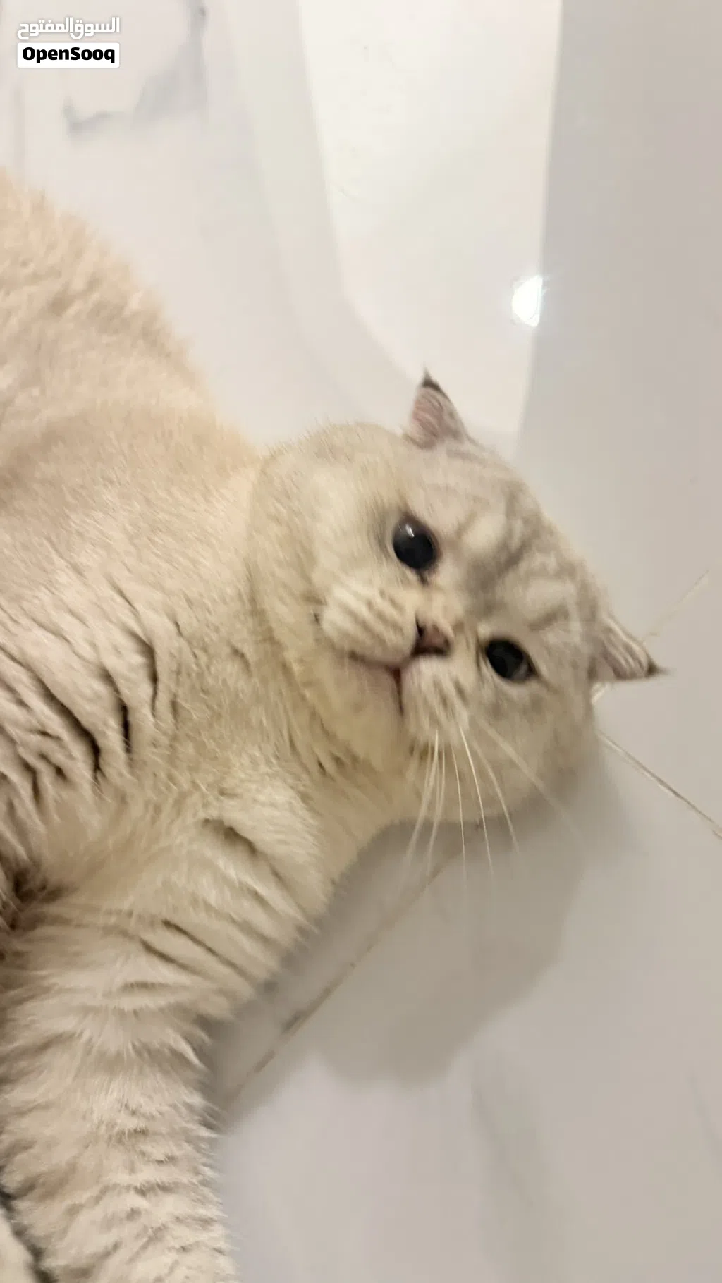 للبيع قط سكوتش فولد ذكر