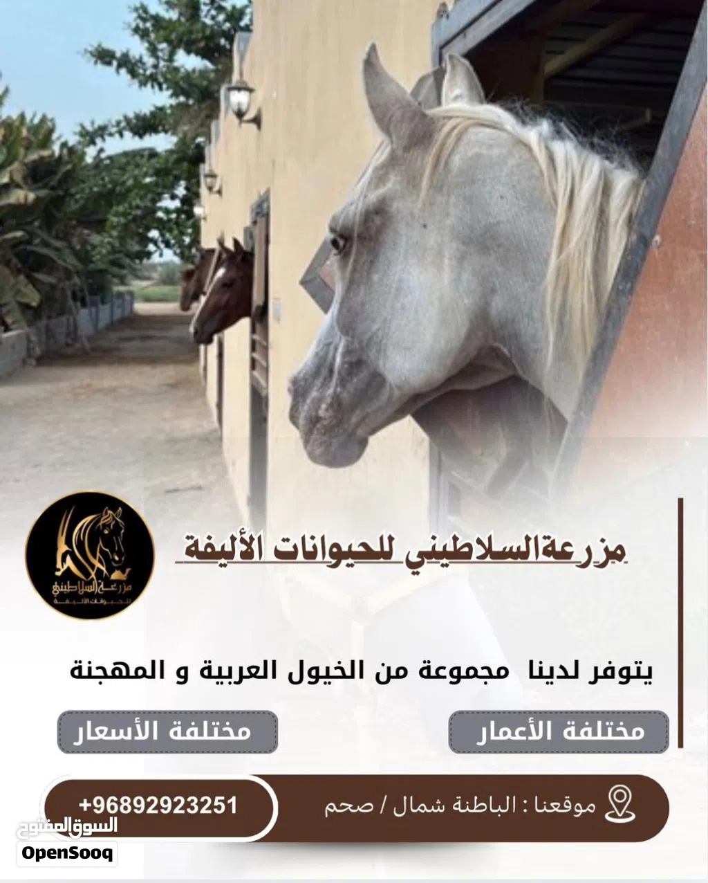 يتوفر خيول للبيع عربي ومهجن
