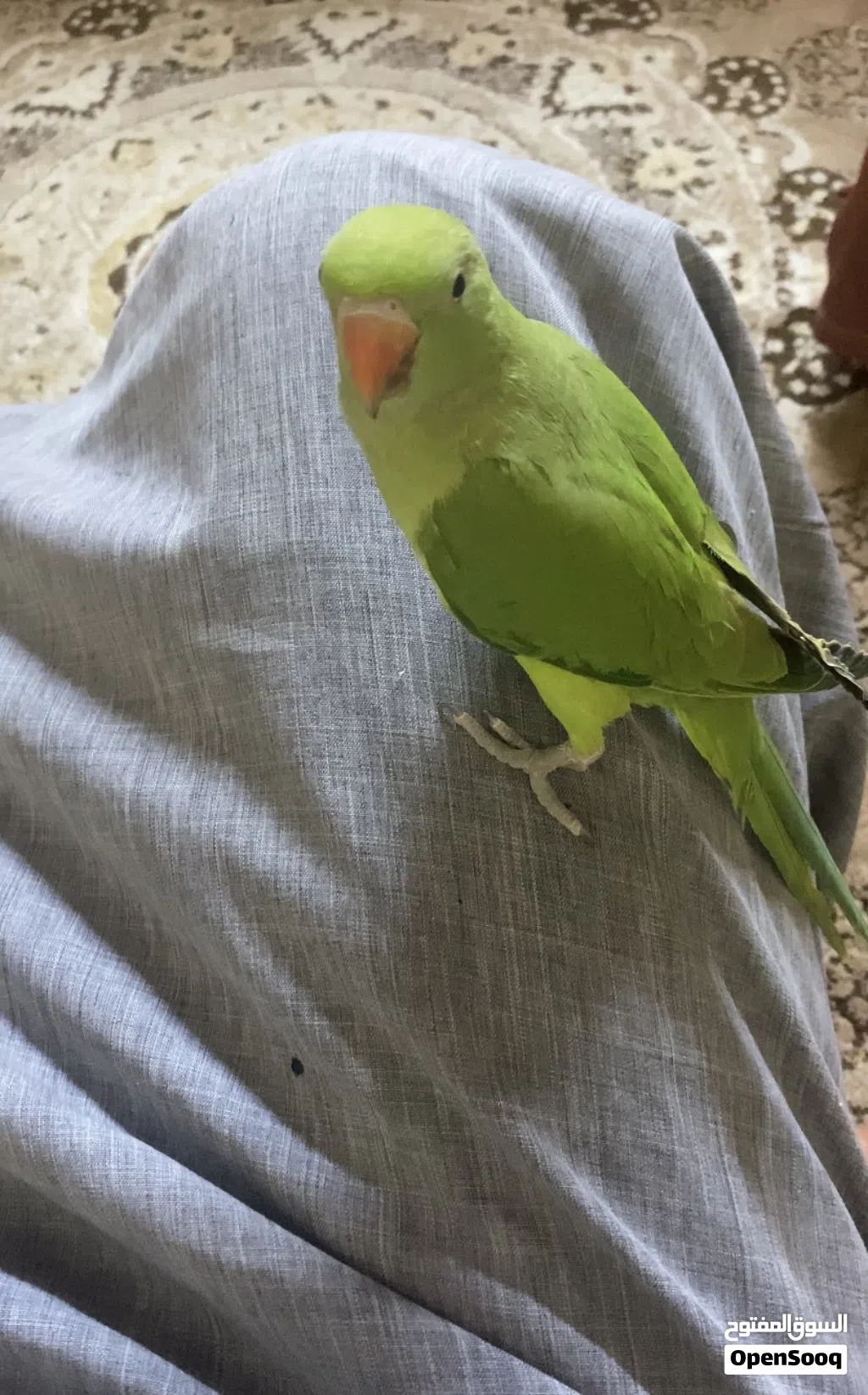 للبيع بغبغاء الدرة الهنديه