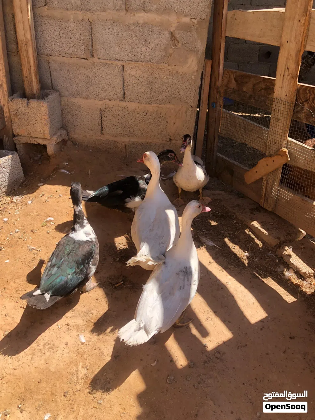 بط عربي بسم الله ماشاء الله بط صغير