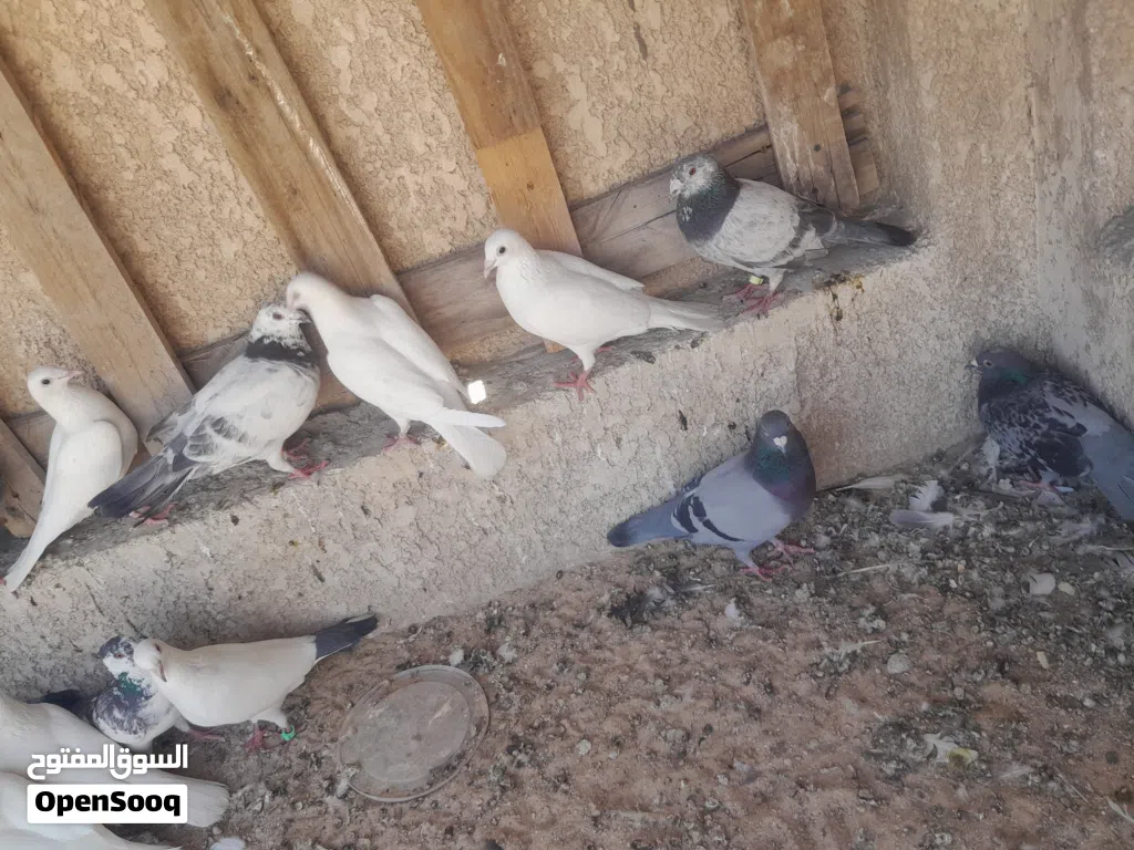 حمام زواجل للبيع حلوات نضيفات قويات كلشي ما بيهن