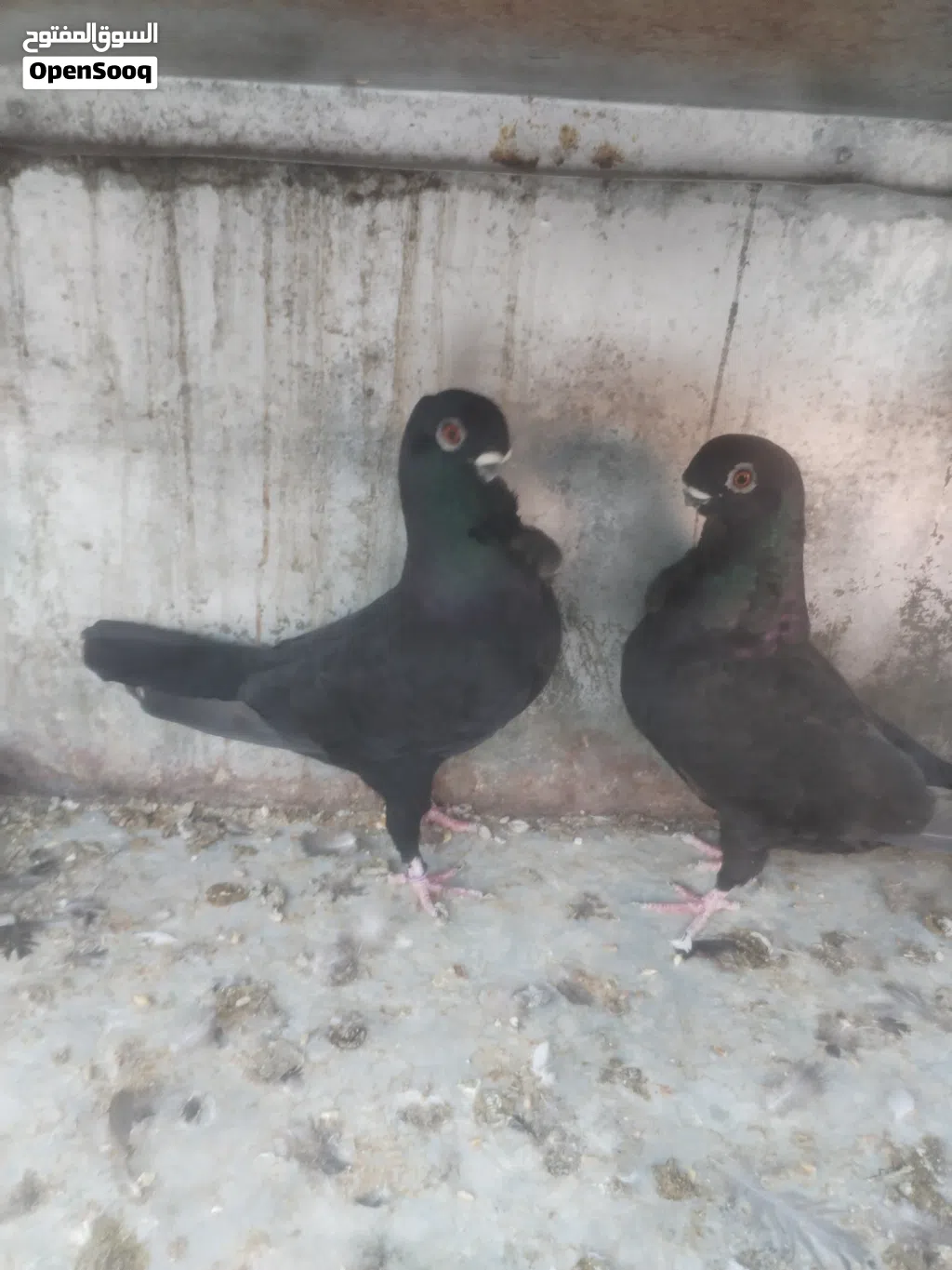 متاح 3 اجواز شغالات