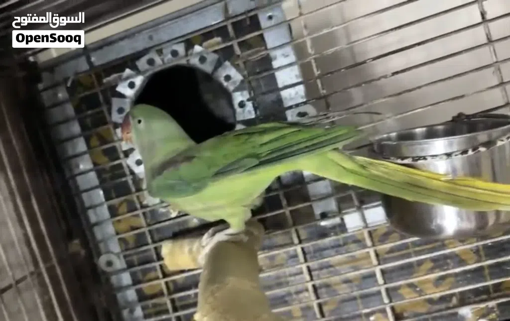 ببغاء نبيالي