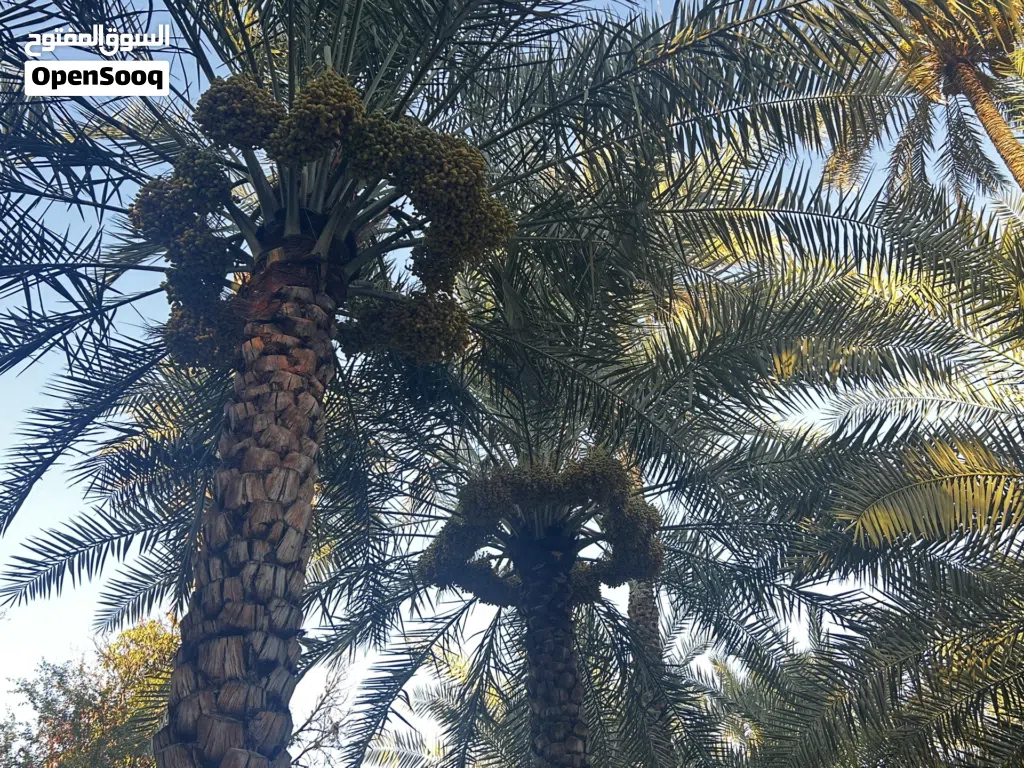 نخيل خلاص للطناء