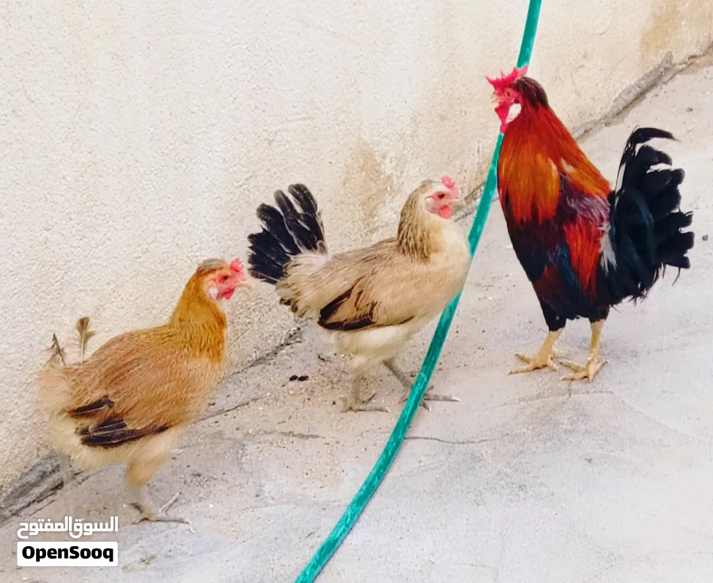 ديك ودجاجتين كويتي بياضات