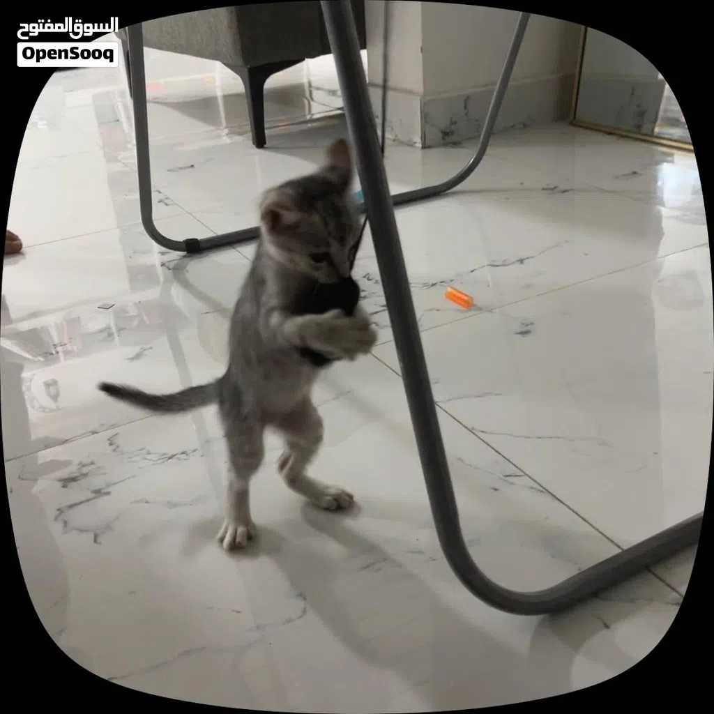 قطه منزل تبحث عن بيت جديد