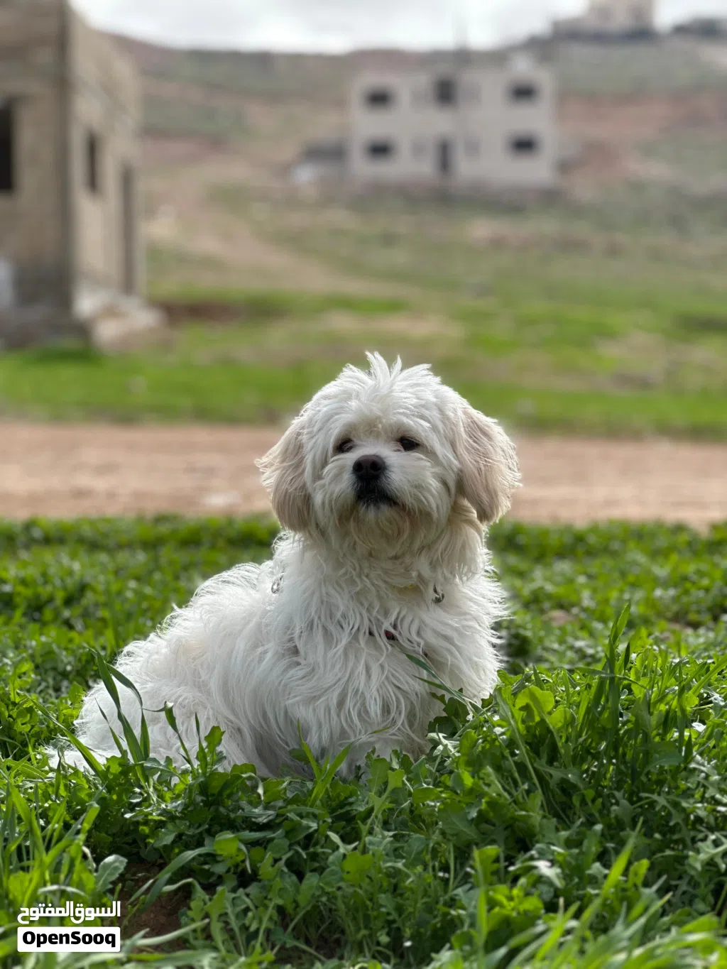 كلب مالتيز زينة