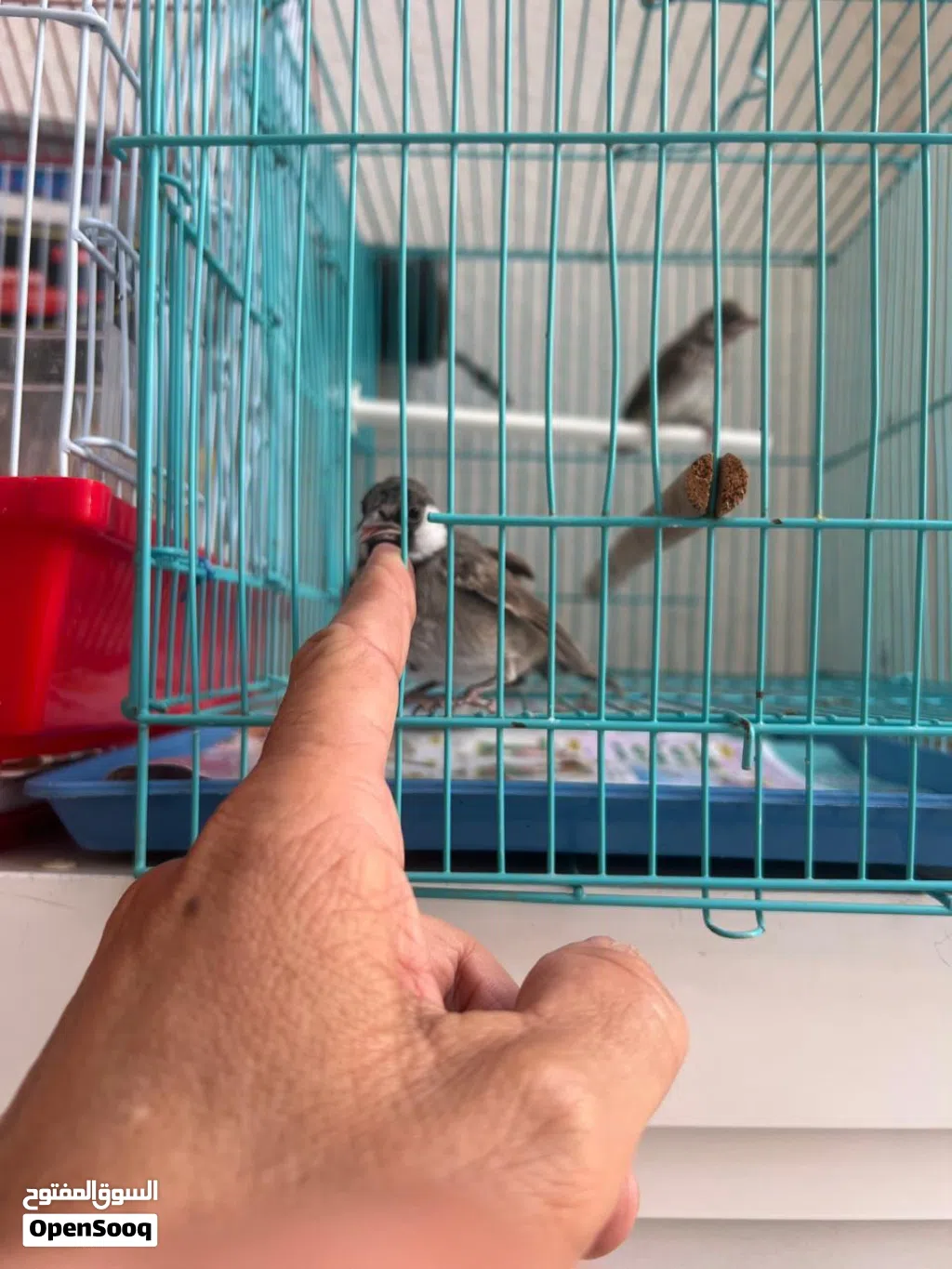 بلبل عربي خط ابيض