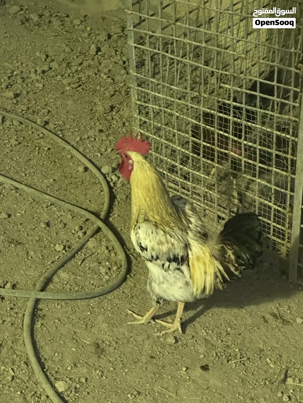 دجاج عرب للبيع