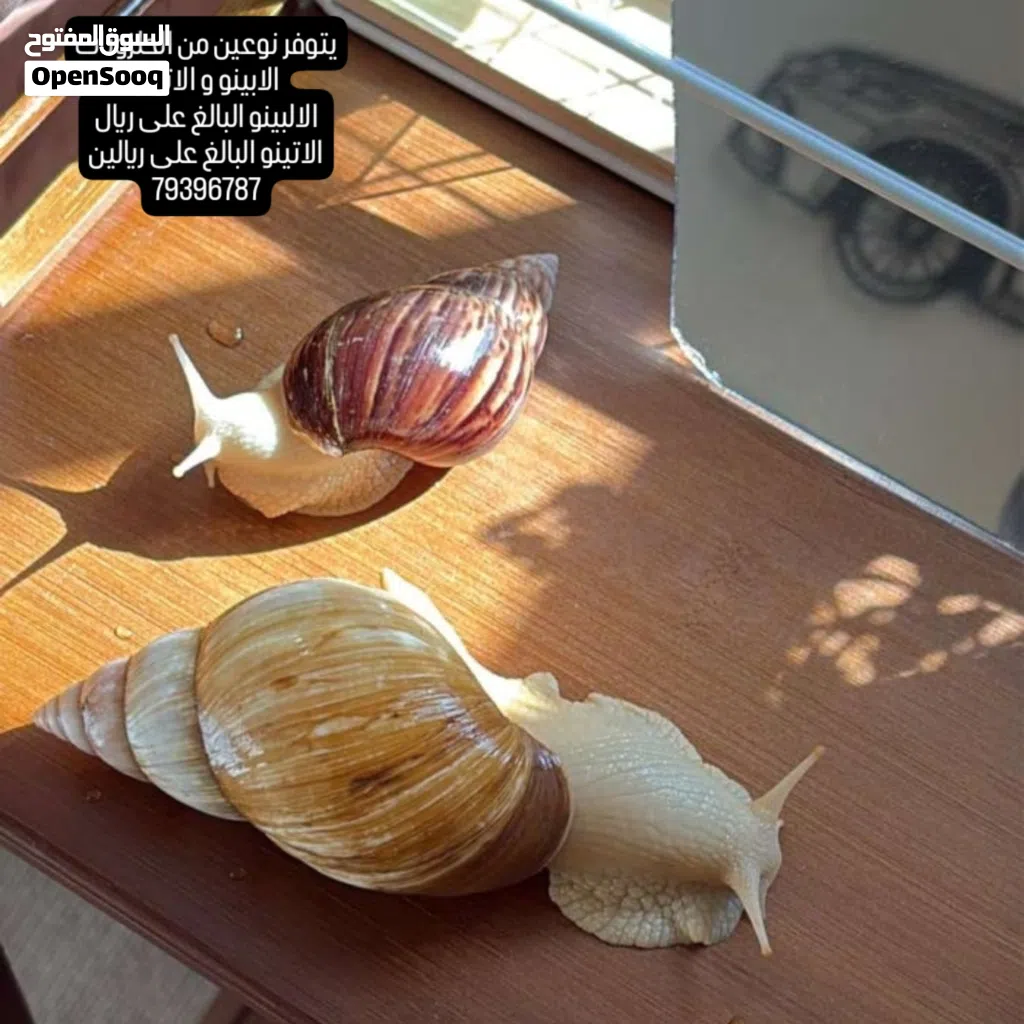 الحلزون الافريقي العملاق