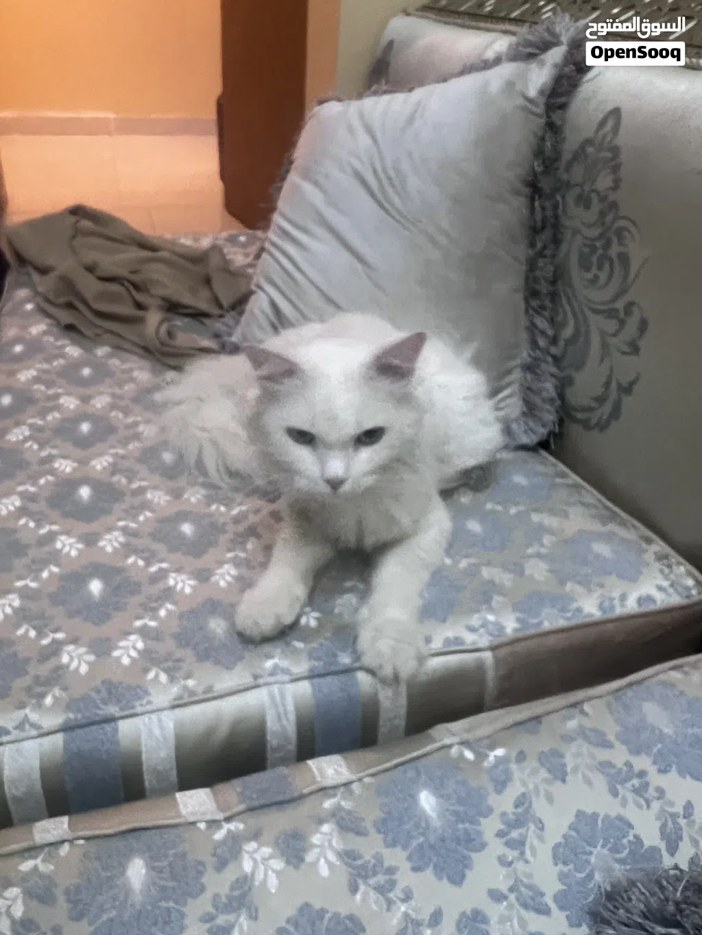 قط جميل ونظيف وأليف جدا ممتاز نادر