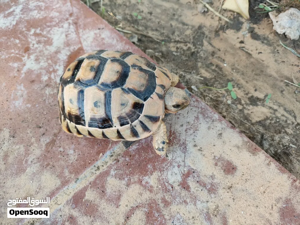 سلحفاة صغيرة