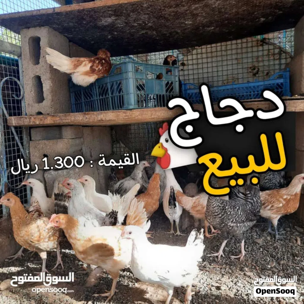 دجاج عماني للبيع