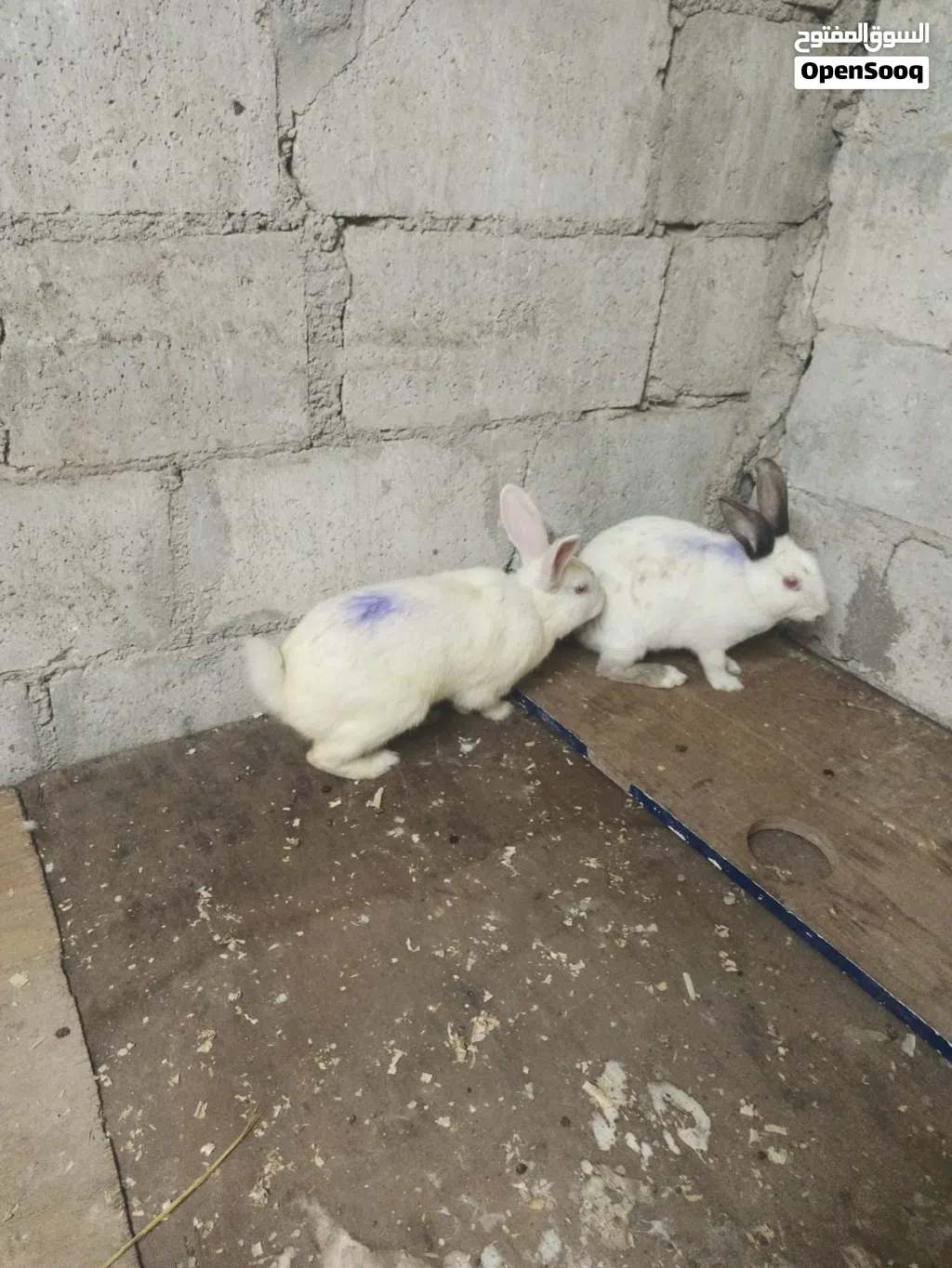 أرنب للبيع