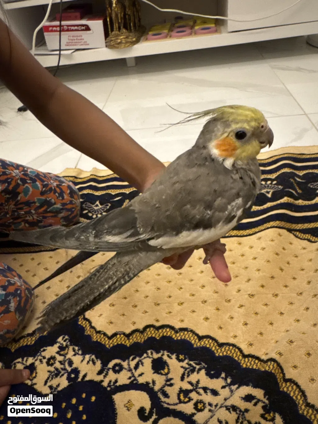 Cockatiel Bird Baby