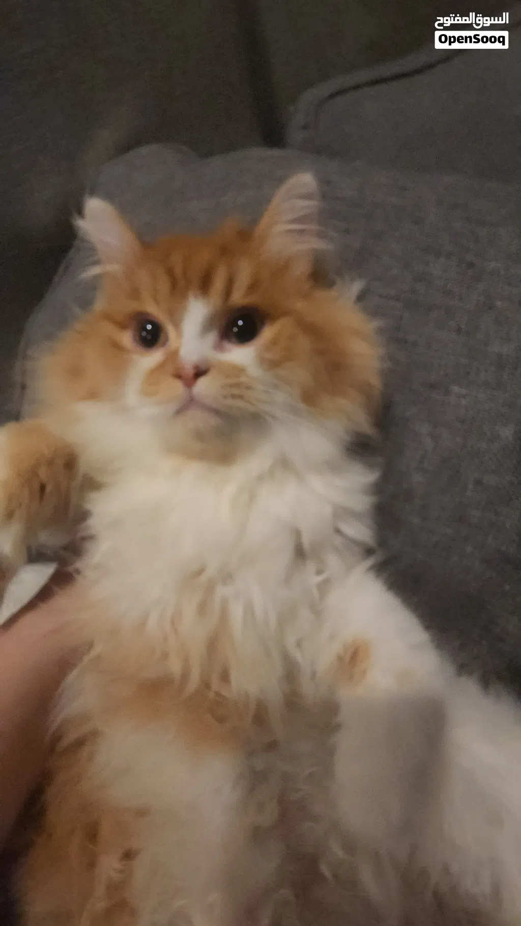 Persian cat for adoption (color: orange and white)