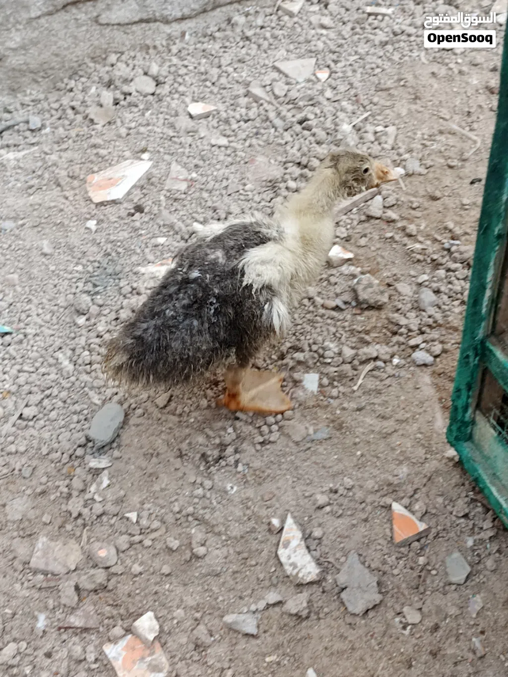 بطه للبيع لوصف مهم