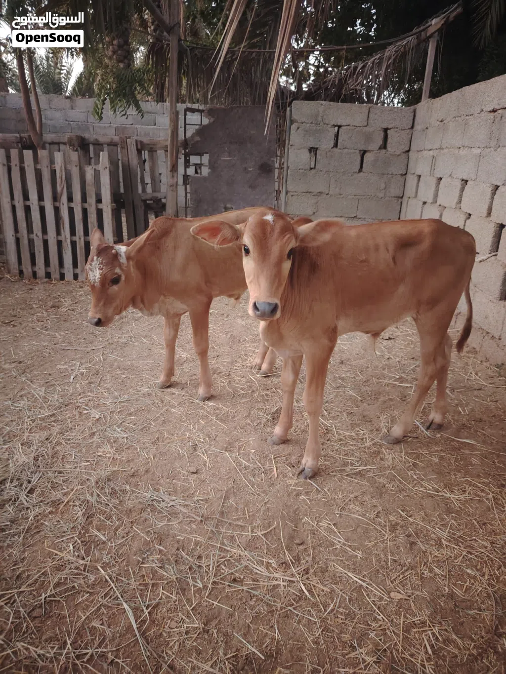 عجاله عمانيات