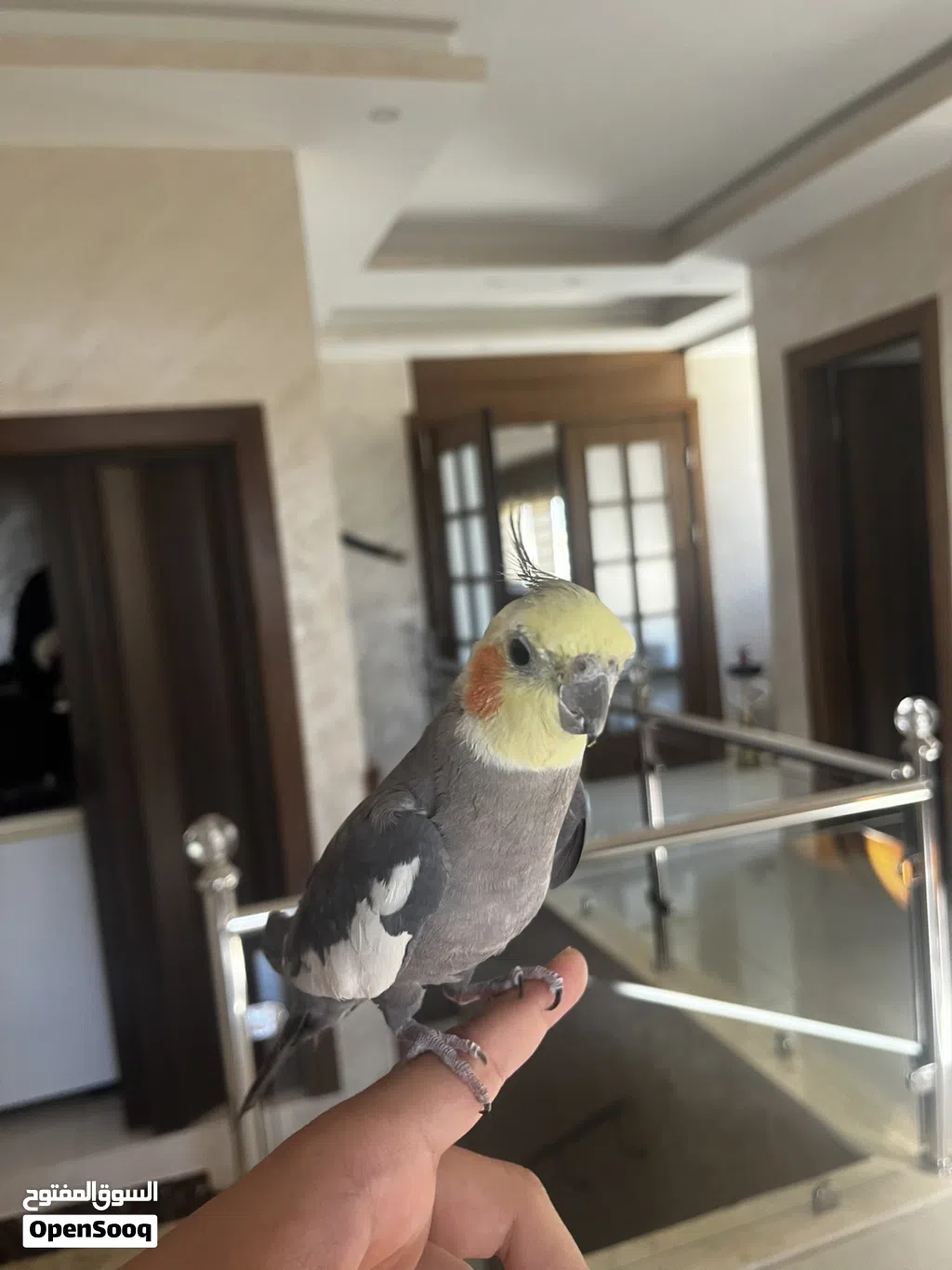 ببغاء كوكتيل ذكر وببغاء الروز أنثى للبيع