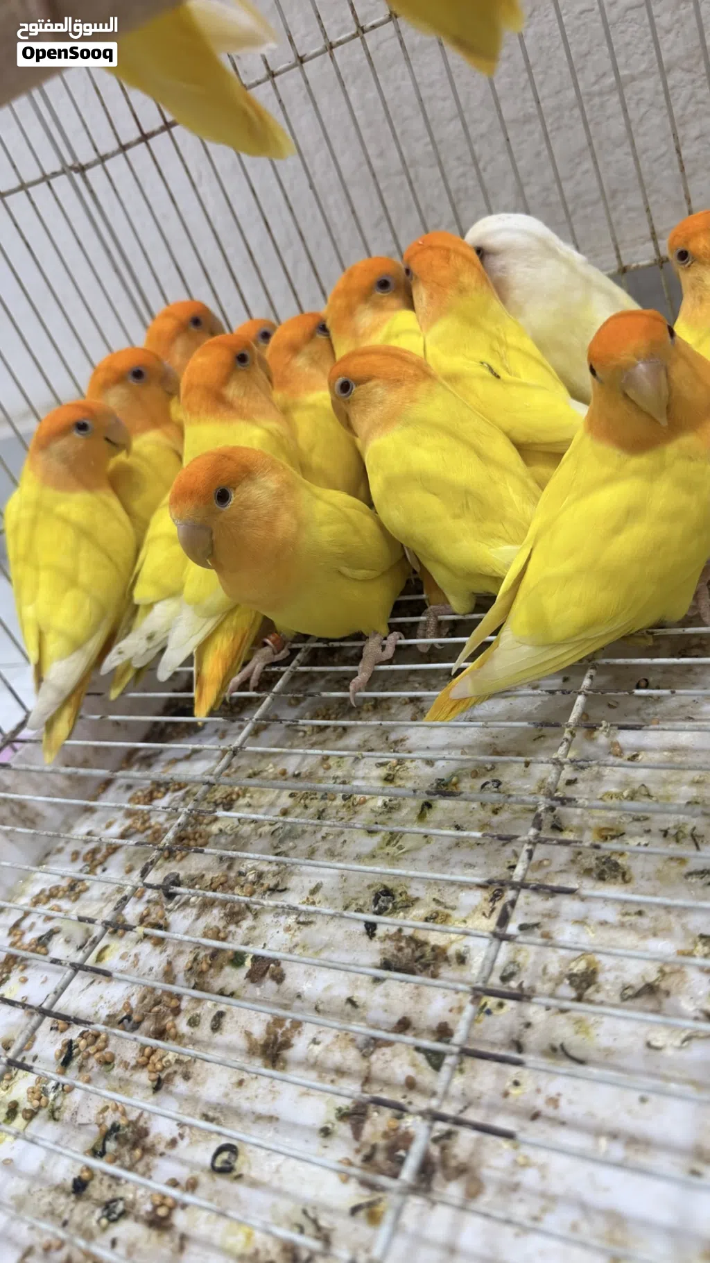 مجموعة طيور للبيع روز الاورنج ازواج محلية بصحة وعافية والكل الطيور منتجة وحجم ممتاز الحمدلله