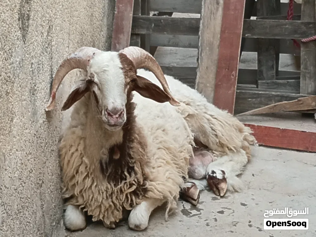 خروف للبيع