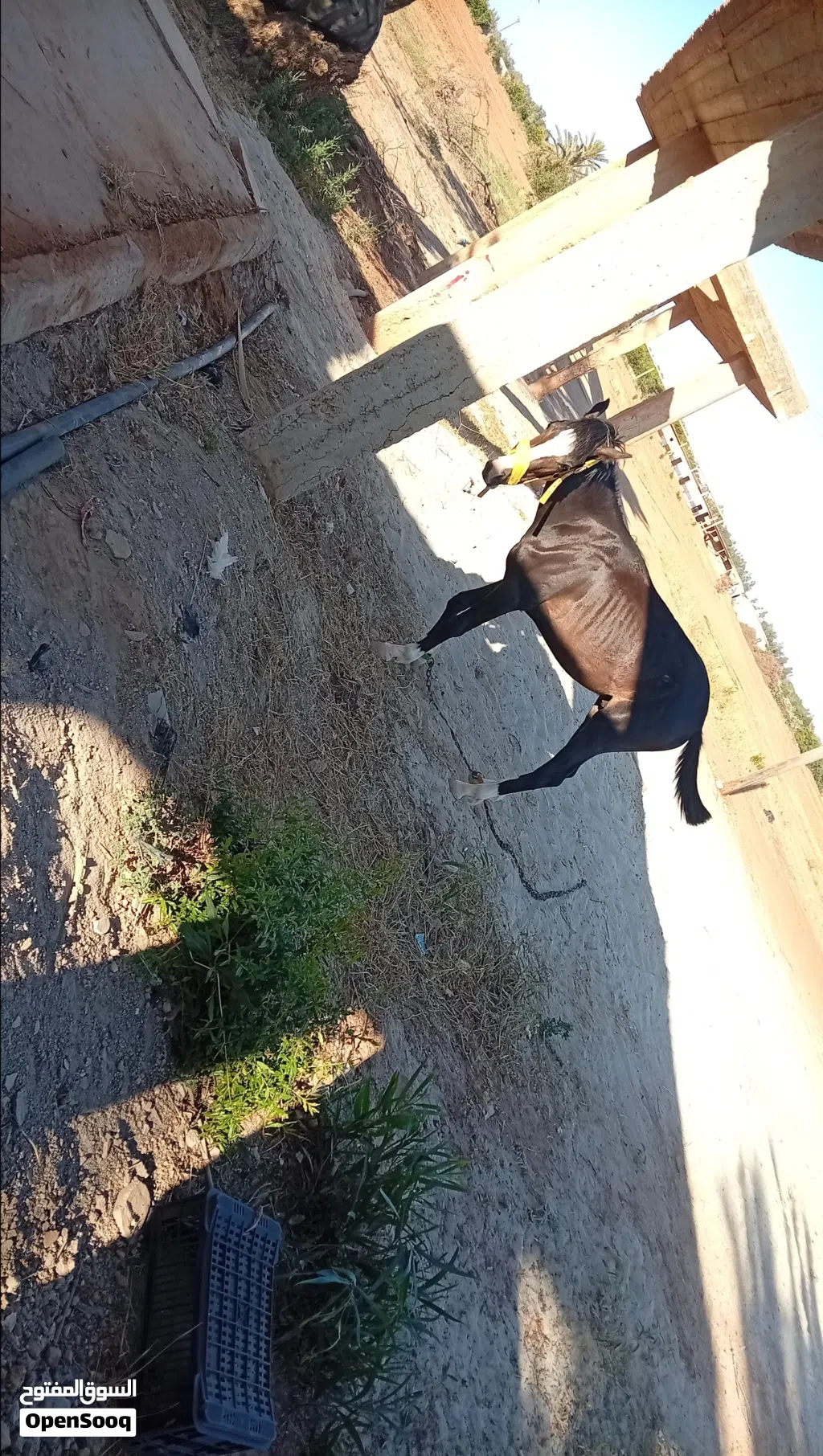 خيال عربي هجين سعر5الف العمر سنه