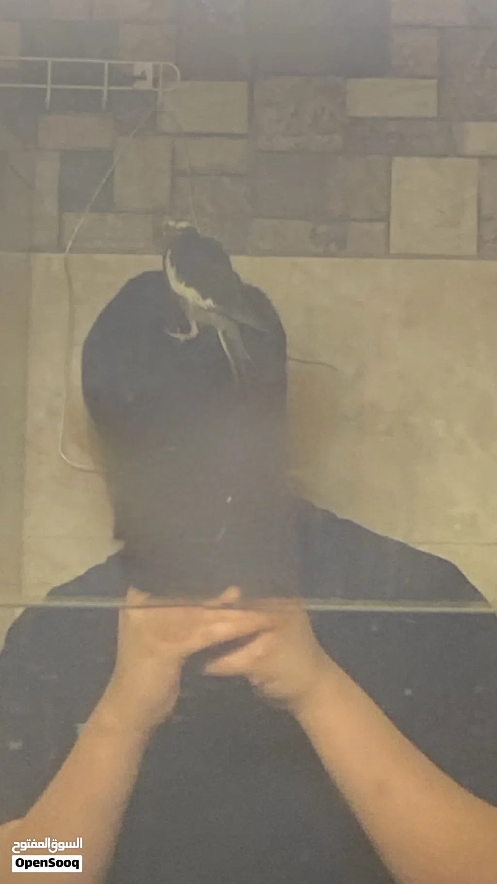 كوكتيل فرخ ربوه