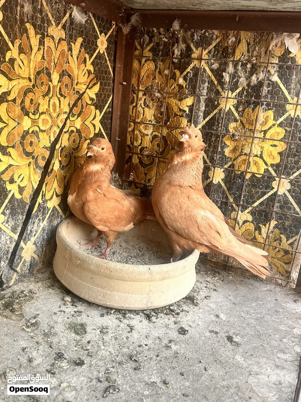 بلصلاه على النبي خمسة جواز للبيع