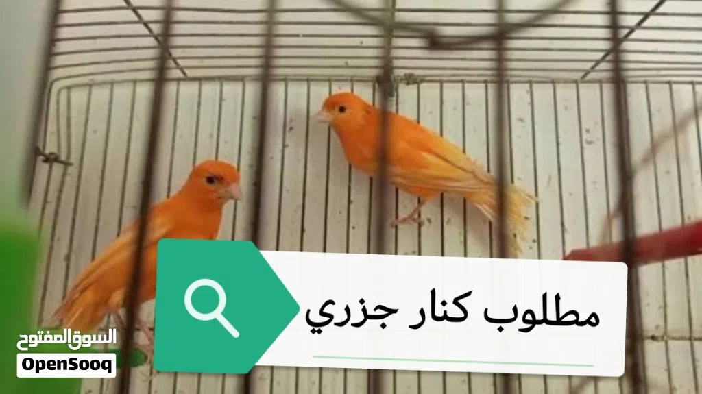 مطلوب كنار جزري داخل المفرق