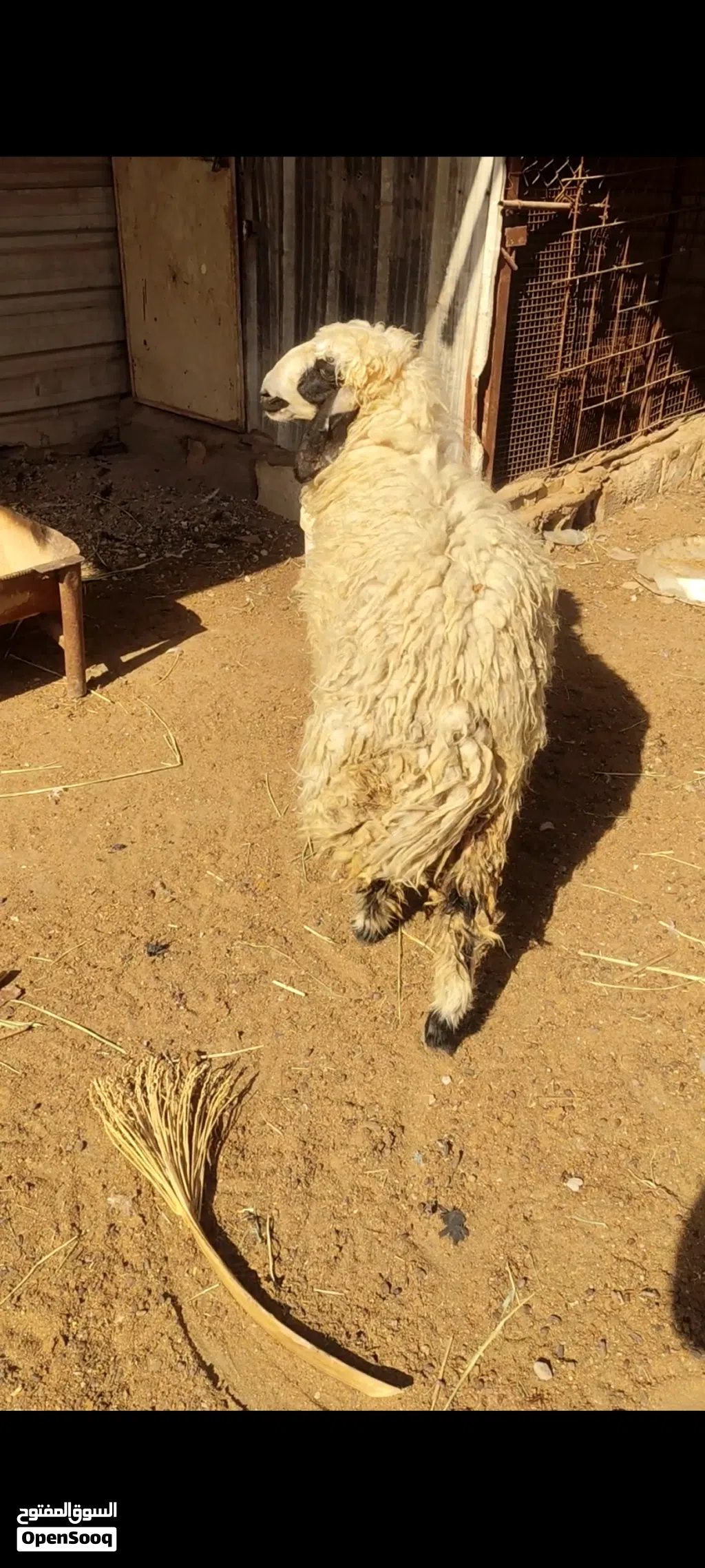 نعجه للبيع سمينه كلش تنفع كصابة وتنفع جني