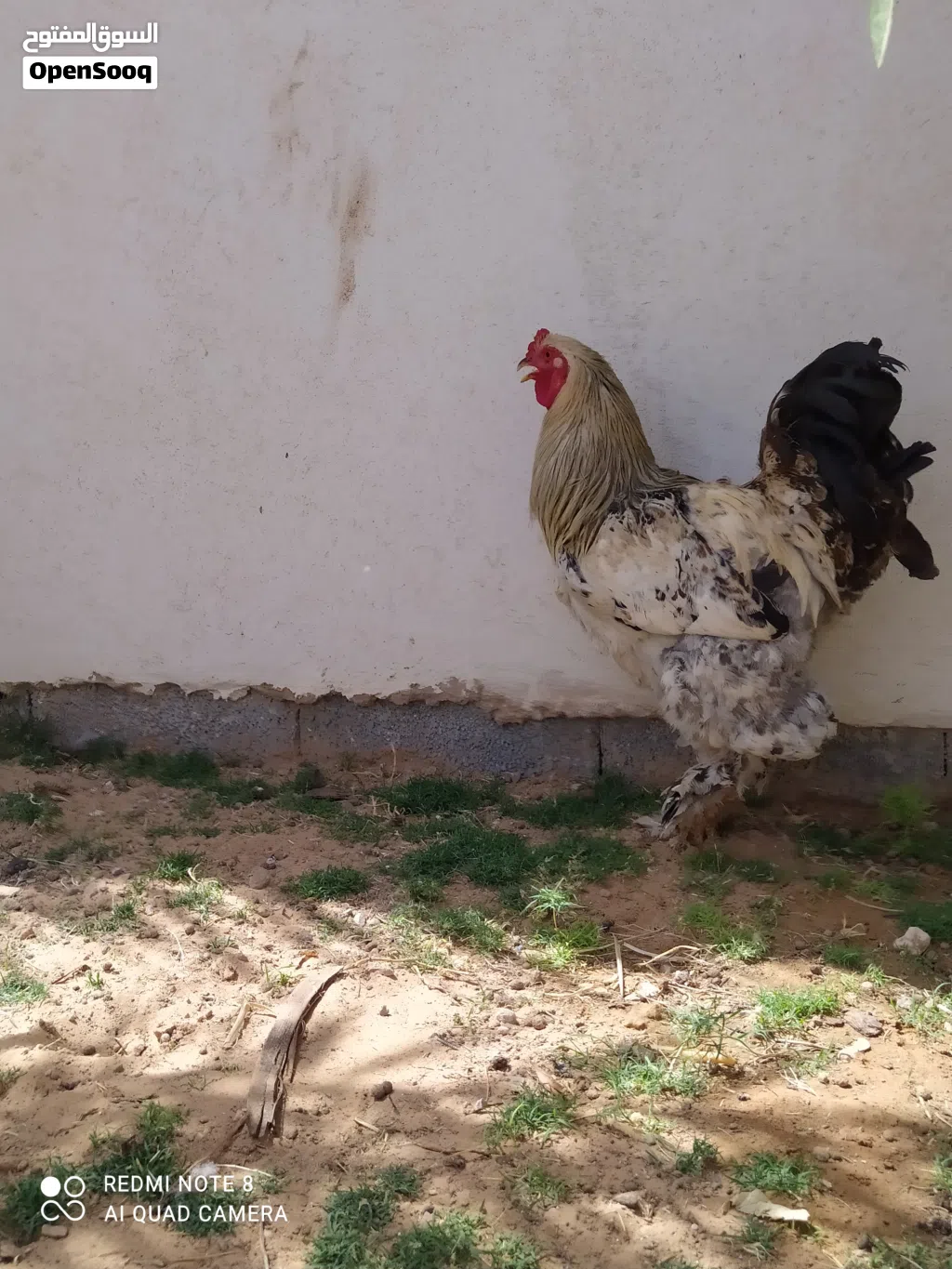 كوبياء ما شاء الله
