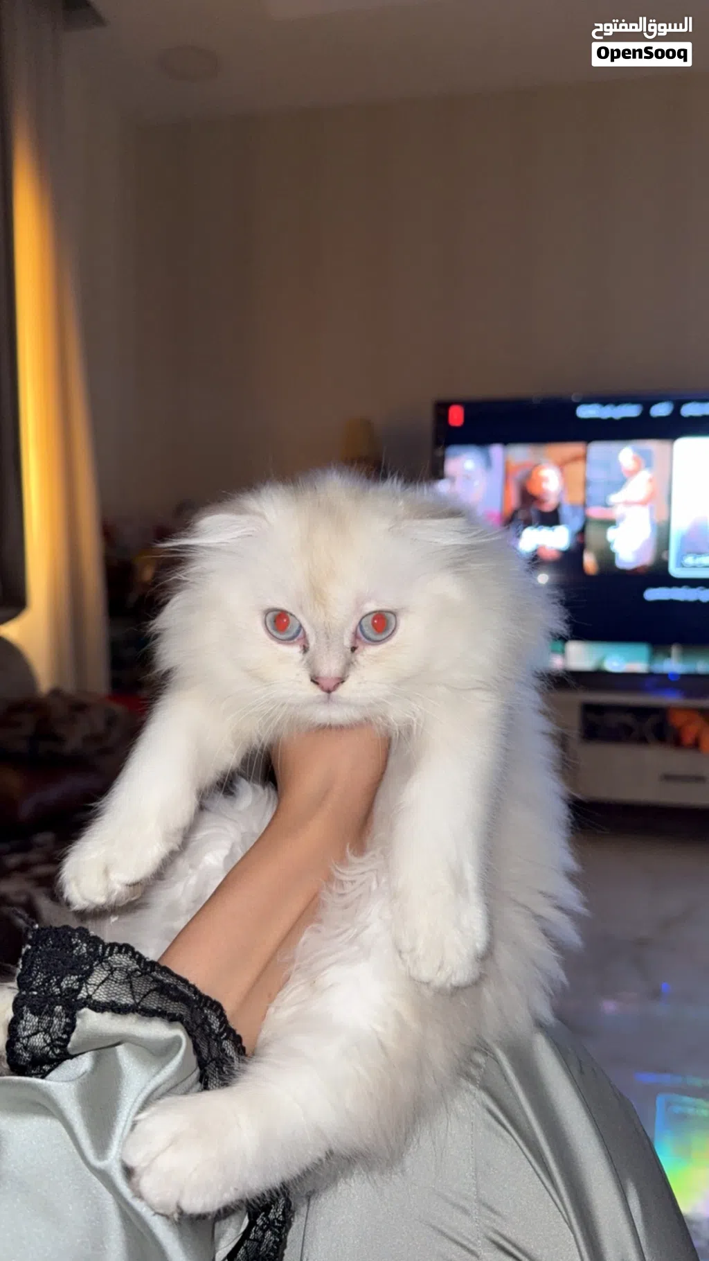 تلات قطط للبيع عمر شهرين