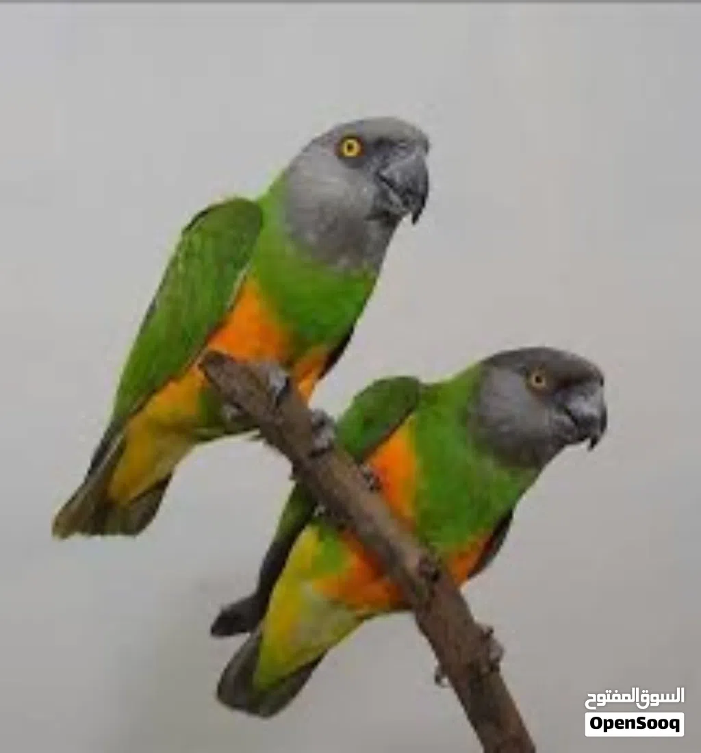ببغاء سنغالي