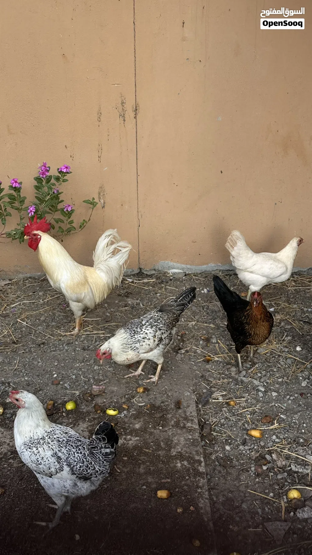 دجاج عماني