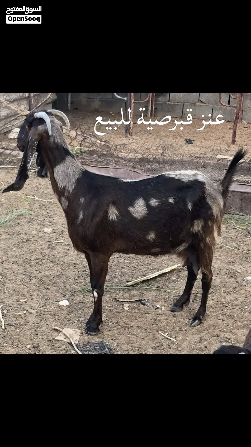 نعاج و معيز
