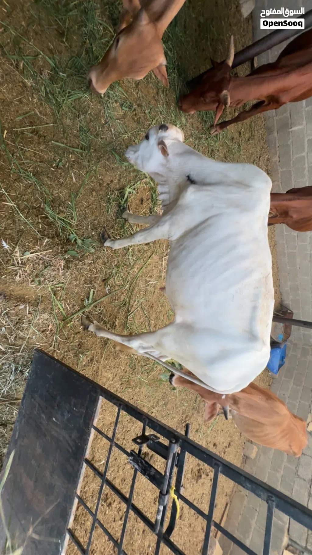 للبيع أبقار