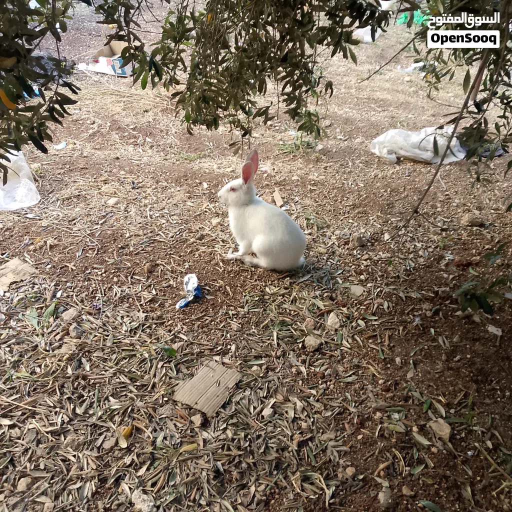 ارنب فرنسي وأنثى بلدي