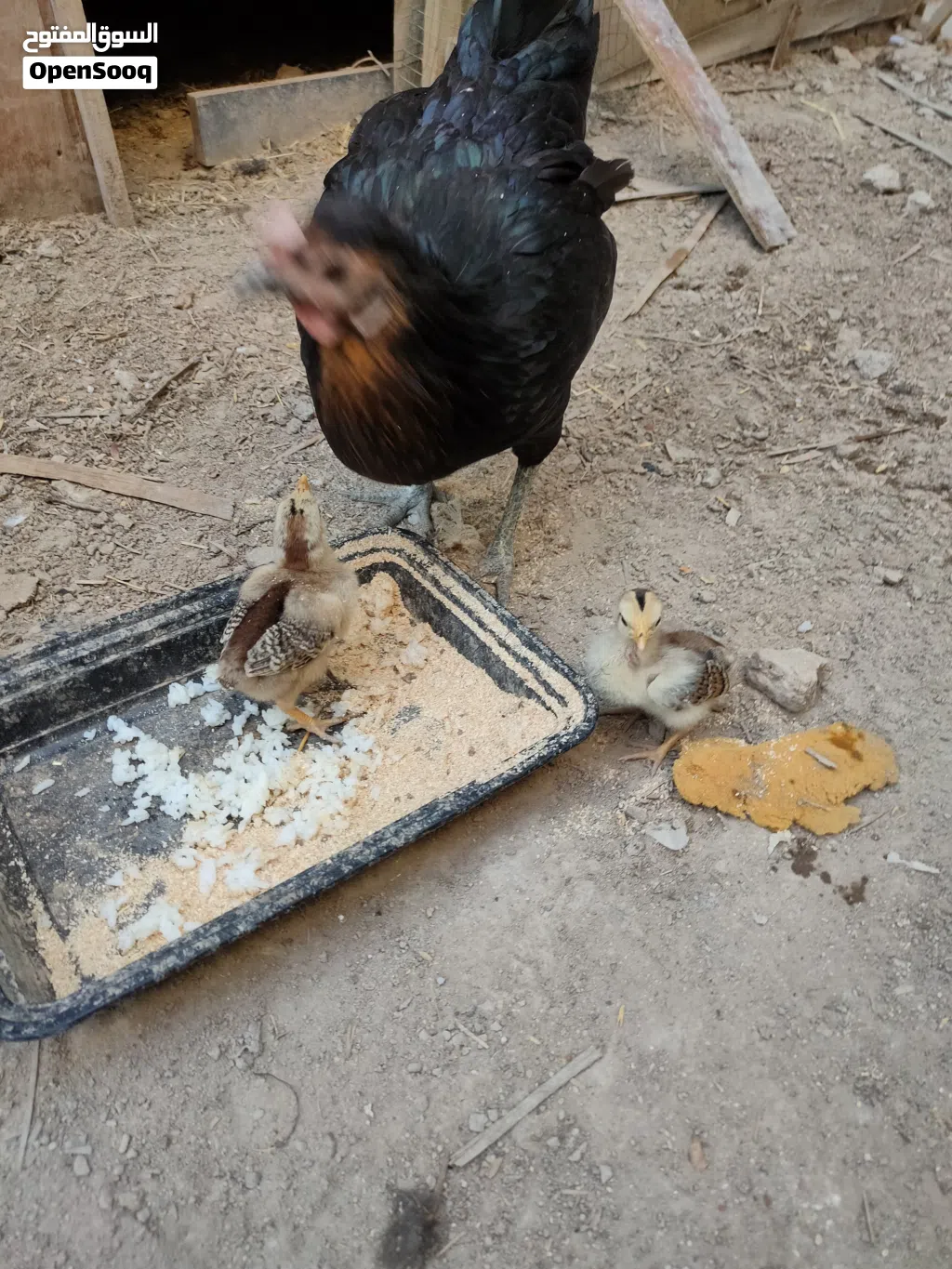 دجاجه وكتاكيته ثنين قره الوصف ياله تجي