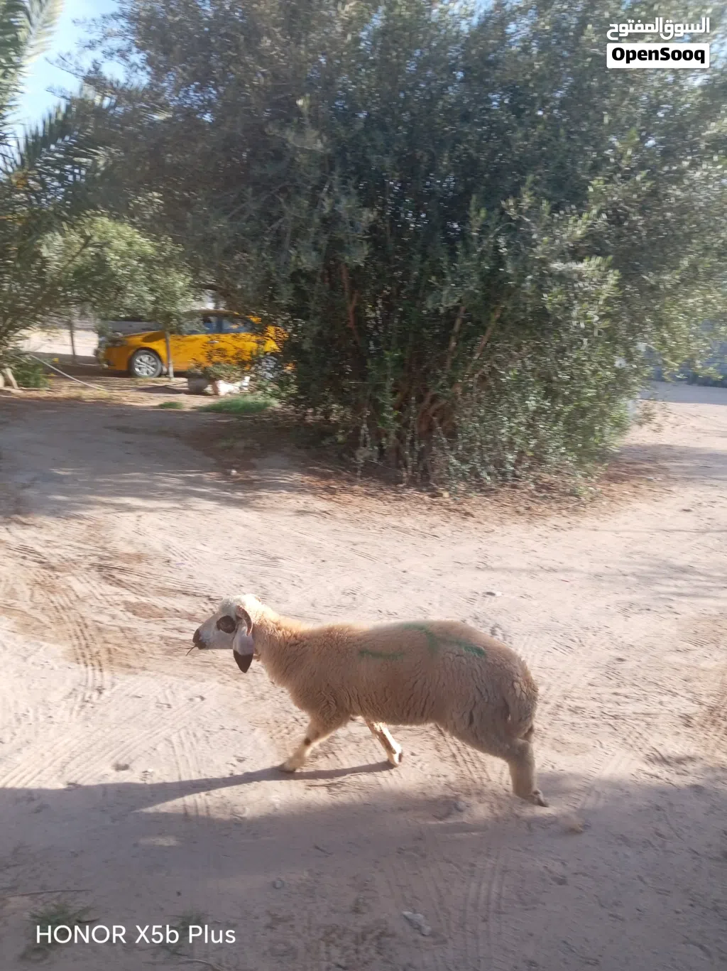 خروف مشاء الله عيب لا